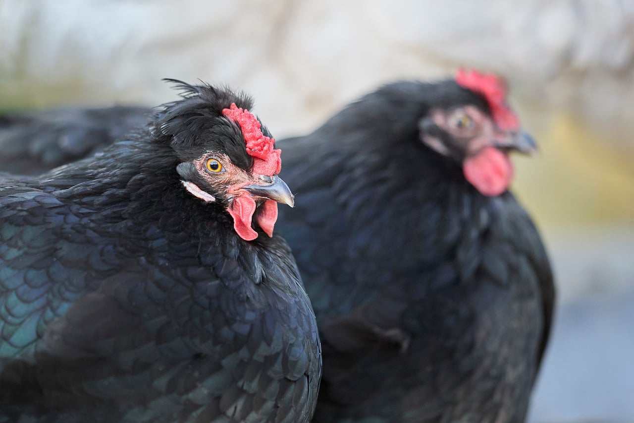 Gripe aviária: Governo federal suspende exportação de frango produzido no RS | CNN 360º
